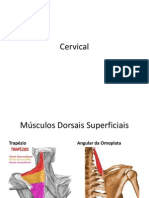 Miologia Cervical