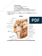 Tronco Encefálico - Resumo Neuroanatomia