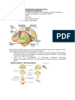 Nervii Cranieni