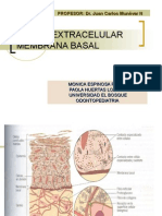 Matrix Extracelular y Membrana Basal