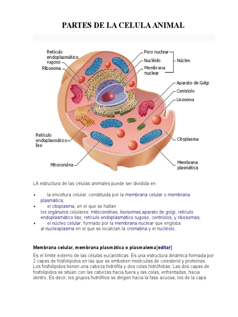 PARTES DE LA CELULA ANIMAL.doc | Citoplasma | Eucariotas | Prueba