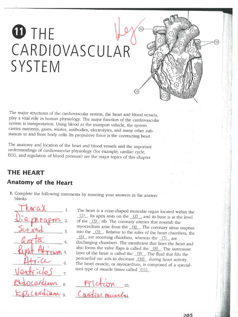 Ap Circulatory System Packet Key Pdf