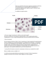 Mitosis Lab (1)