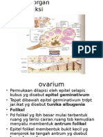 Histologi Reproduksi Wanita