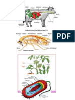 Digestion Vaca, Grillo, Hongo, Bacteria, Gallina, Lombriz, Pez