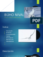 Búho Nival