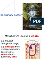 Urinary System Powerpoint