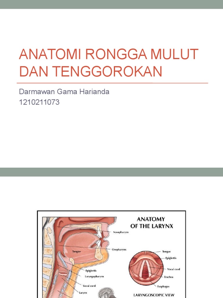 anatomi tenggorokan   anatomi tenggorokan