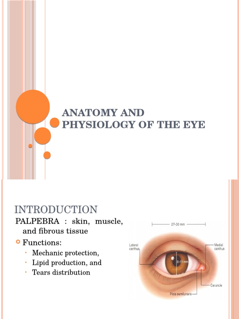 Anatomy and Physiology of the Eye | PDF | Cornea | Human Eye