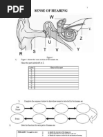 Ear Anatomy Labeling Worksheet | PDF