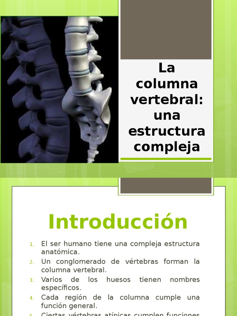 Anatomía y Funciones de la Columna Vertebral | PDF | Vértebra | La ...