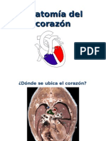 Anatomía Del Corazón