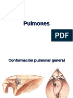 Pulmones