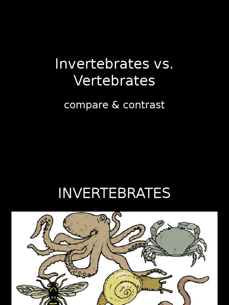 Invertebrates vs. Vertebrates: Compare & Contrast | PDF
