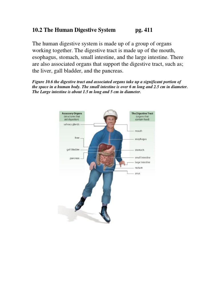 Overview of the Human Digestive System | PDF