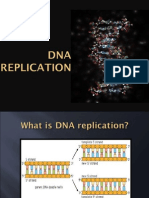 DNA Replication 2