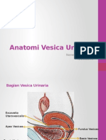 PR 1 Anatomi Vesica Urinaria