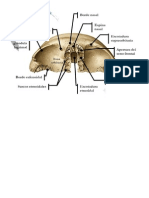 El hueso frontal: anatomía y características principales