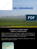 Plagas de Esparrago Asc PDF