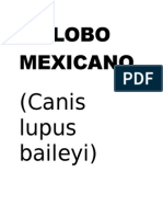 El Lobo Mexicano - Información