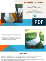 Patos Generalidades