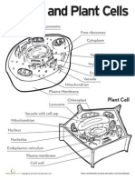 Animal and Plant Cells Worksheet