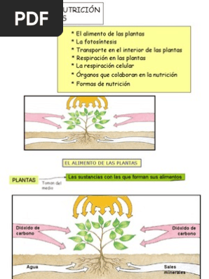 2 La Nutricion De Las Plantas 2 1 La Entrada De Nutrientes Los Nutrientes Entran A La Planta P Plantas Ciencias De La Naturaleza Actividades Escolares