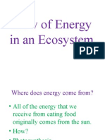 flow of energy in an ecosystem pp