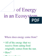Flow of Energy in An Ecosystem PP