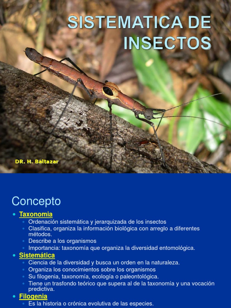 Clasificación y Taxonomía de Insectos | PDF | Insectos | Taxonomía ...