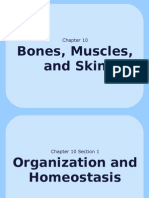 10-1 Organization and Homeostasis Web Version