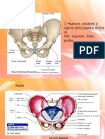 2 Huesos Coxales y Sacro Articulados Entre Sí HC: Isquion, Ilion, Pubis