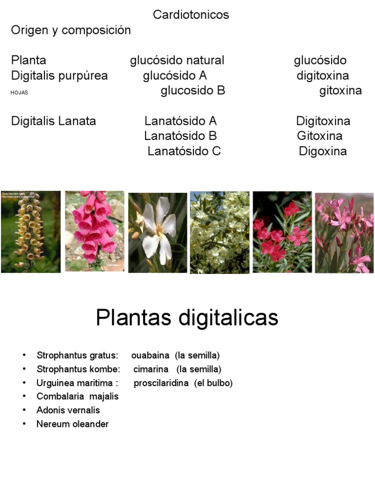 5 digitalicos.ppt