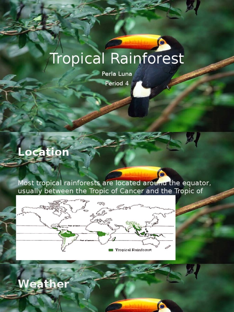 Tropical Rainforest Overview | PDF