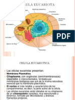 CELULA-PROCARIOTA.pdf