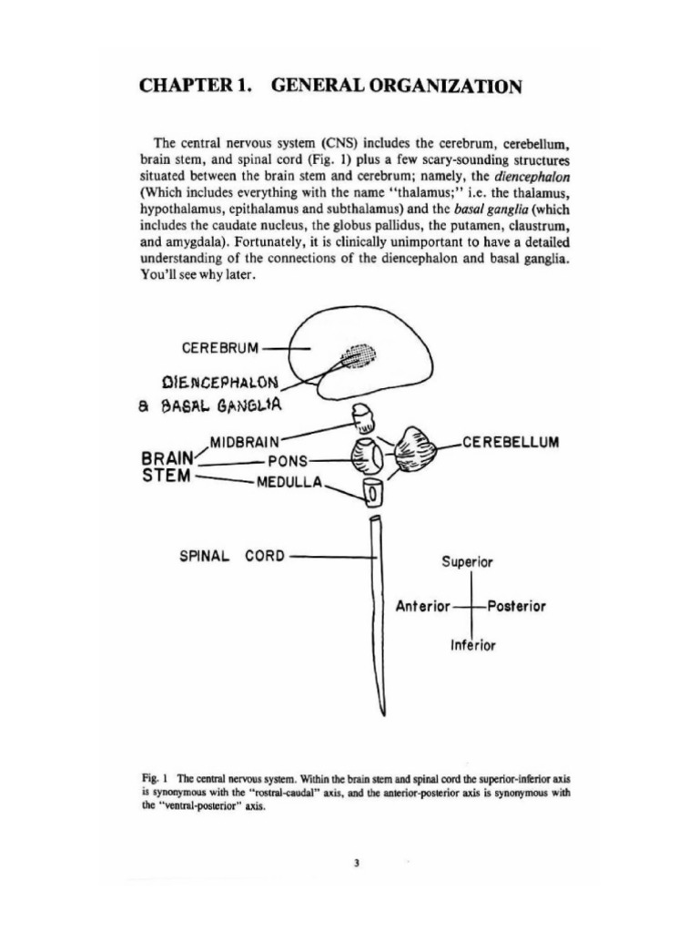 CHP 1 | PDF | Central Nervous System | Vertebral Column