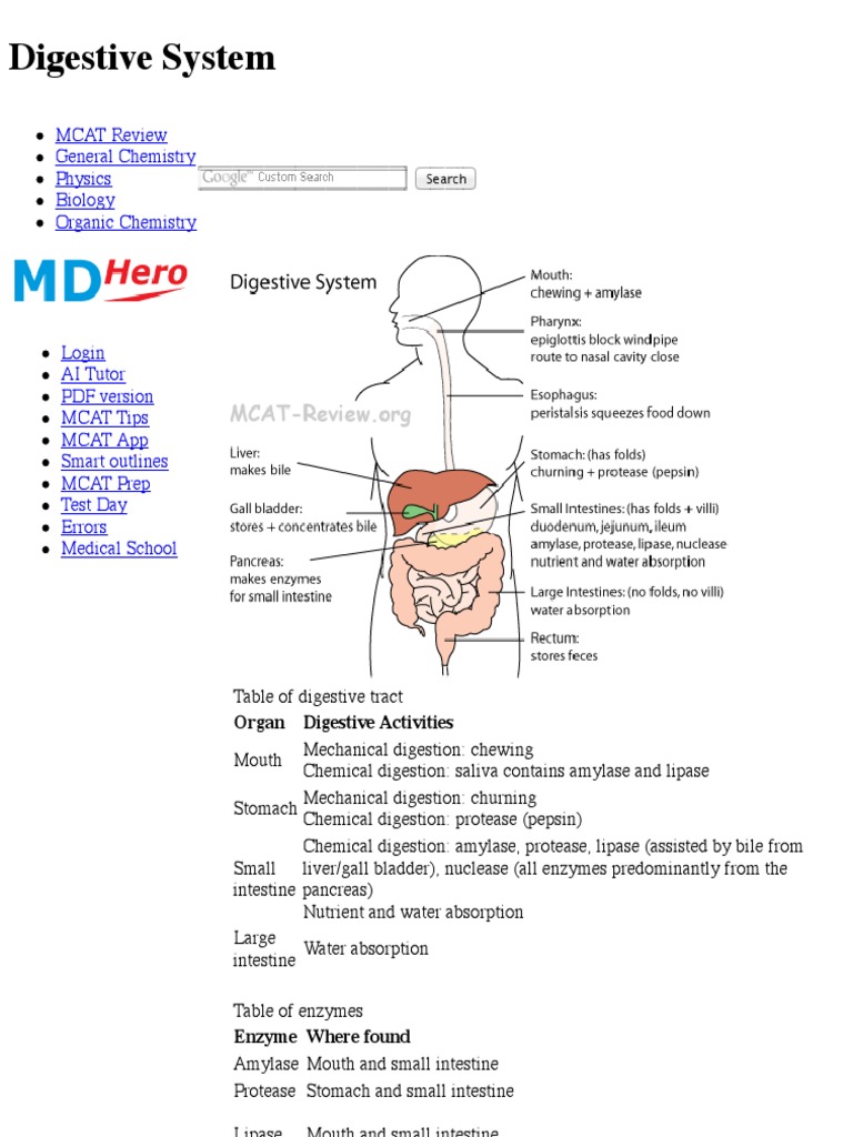 Digestive System MCAT Review Digestion Human Digestive System