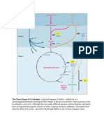 The Three Stages of Catabolism. A General Diagram of Aerobic Catabolism in A