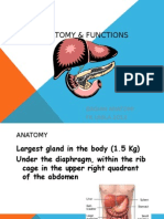 Liver: Anatomy and Functions