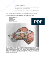 Vasos Superficiales y Profundos de La Cabeza