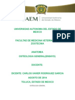 Osteologia General Anatomia Uaem