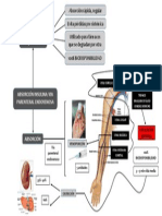 Absorcion Via Parenteral