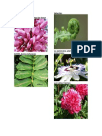 plantas ornamentales