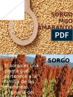 Cereales mijo y  sorgo 