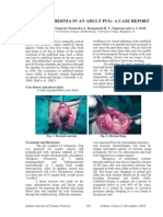 Umbilical Hernia in An Adult Pug-A Case Report