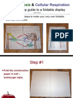 Photosynthesis & Cellular Respiration Foldable Presentation