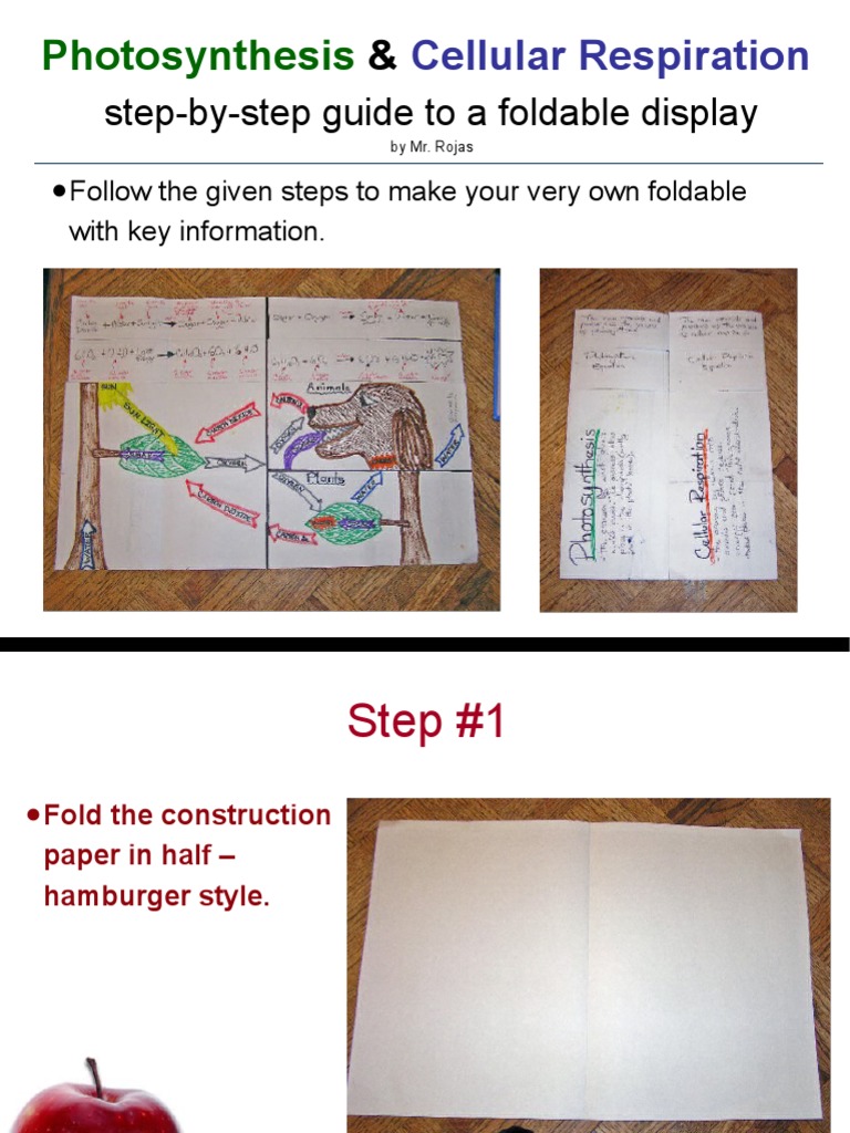 Photosynthesis & Respiration Foldable Guide | PDF | Photosynthesis ...