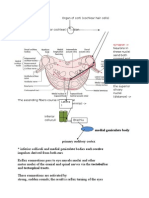 Medial Geniculate Body: Synapse