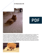 Article   Cachorros De Pomerania (9)