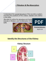 The Kidney: Filtration & Re-Absorption: Pickering Reference
